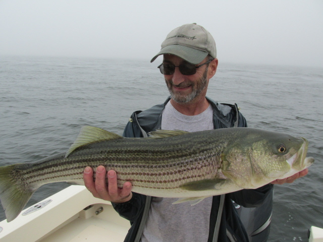 Tony's chunky striper 7-23-13